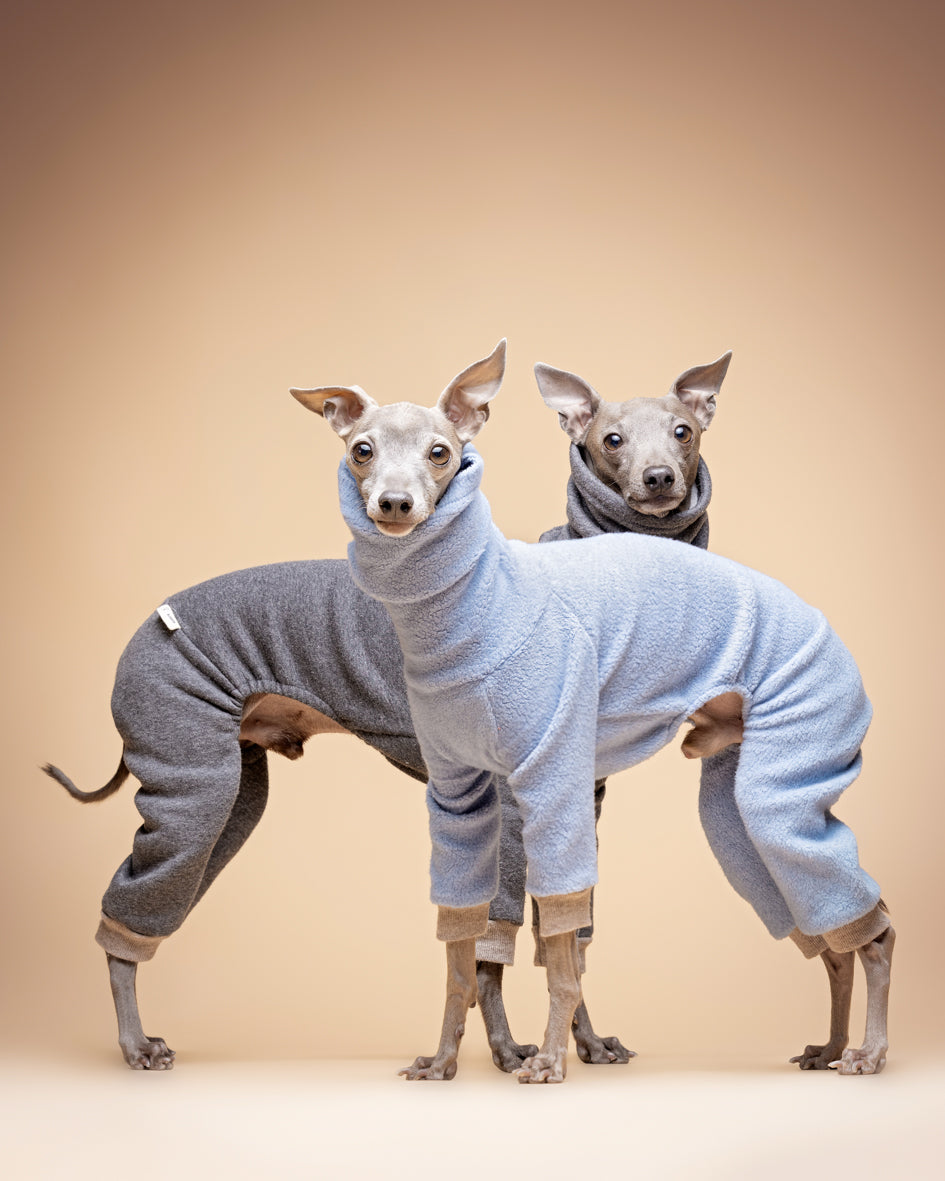 Italian Greyhounds with sweatshirts
