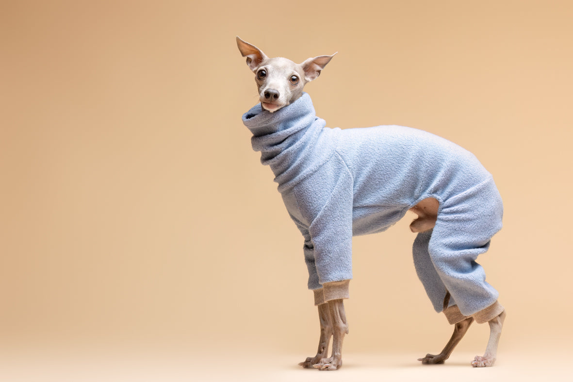 Italian Greyhound with Dobby sweatshirt 1