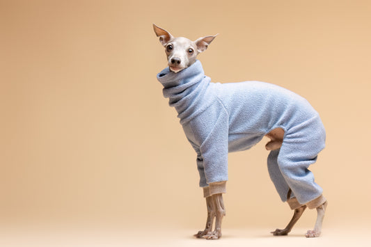 Italian Greyhound with Dobby sweatshirt 1