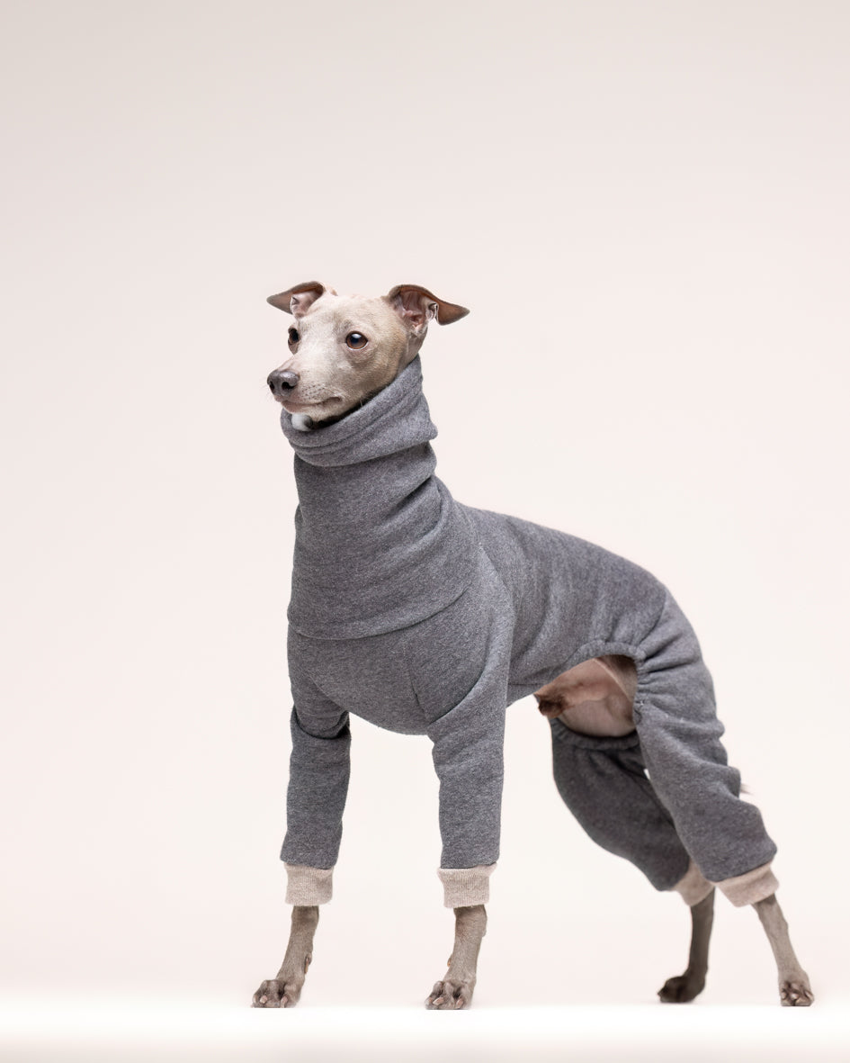 Italian Greyhound with Kenzo sweatshirt 1