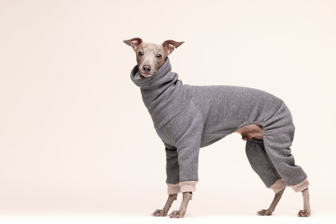 Italian Greyhound with Kenzo sweatshirt 2