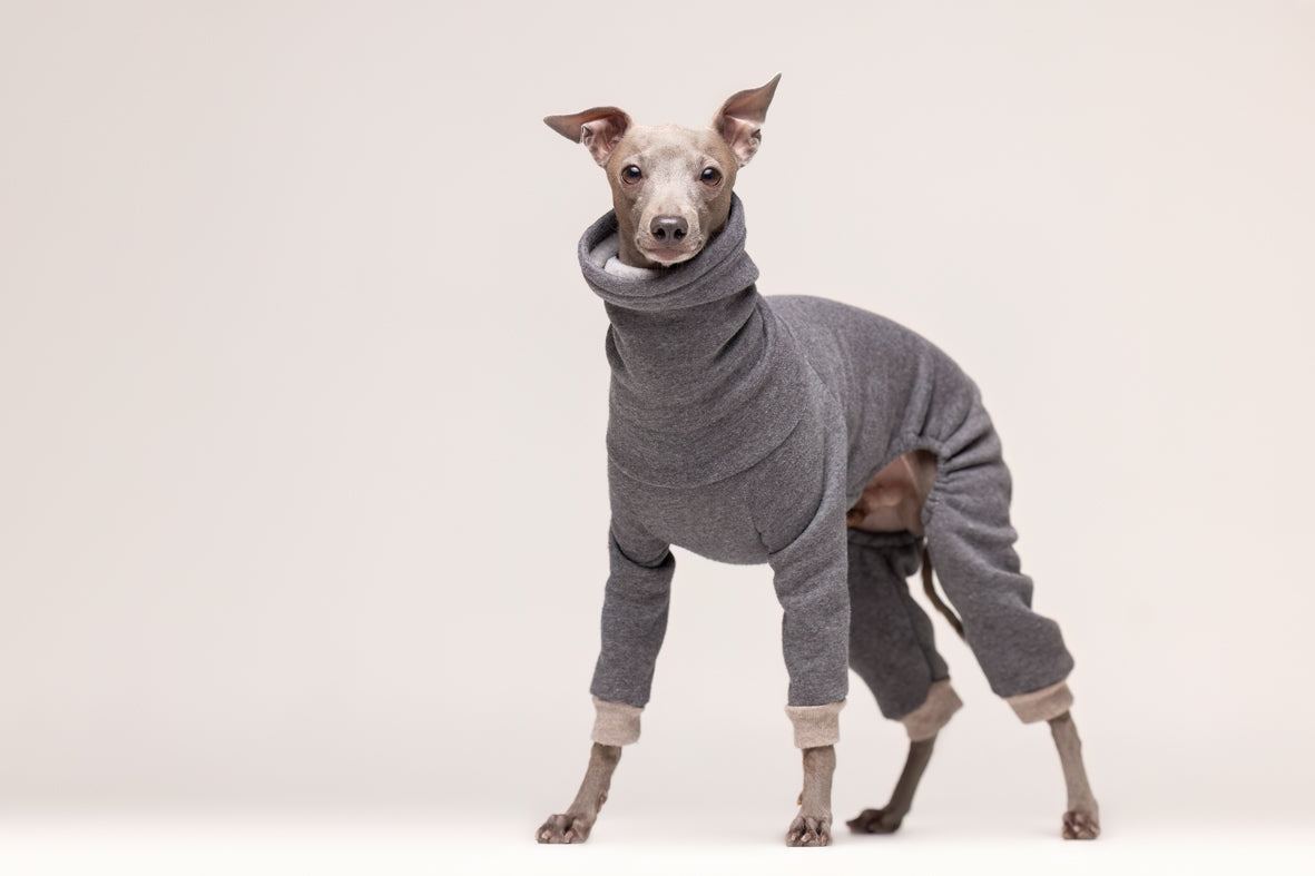 Italian Greyhound with Kenzo sweatshirt 3